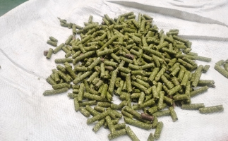 鋸末顆粒一噸能賺多少？顆粒機(jī)廠家給你算了一筆賬